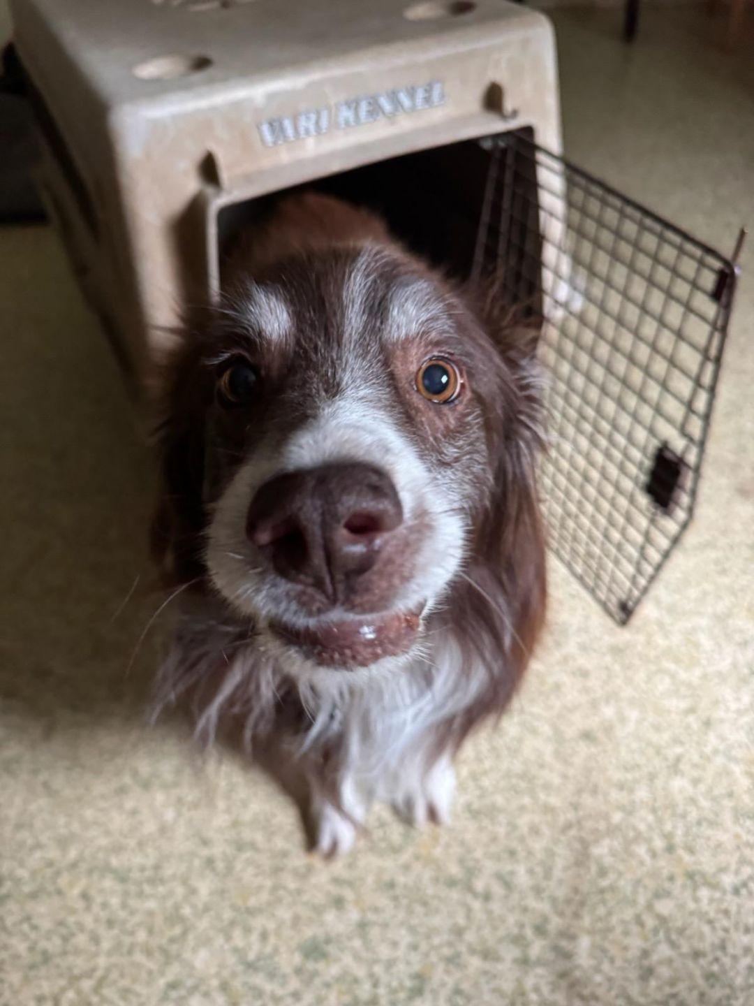 Enlarge Finn: Not At the shelter (Michelle E), a Adopted Australian Shepherd in Rustburg, VA image 3/3