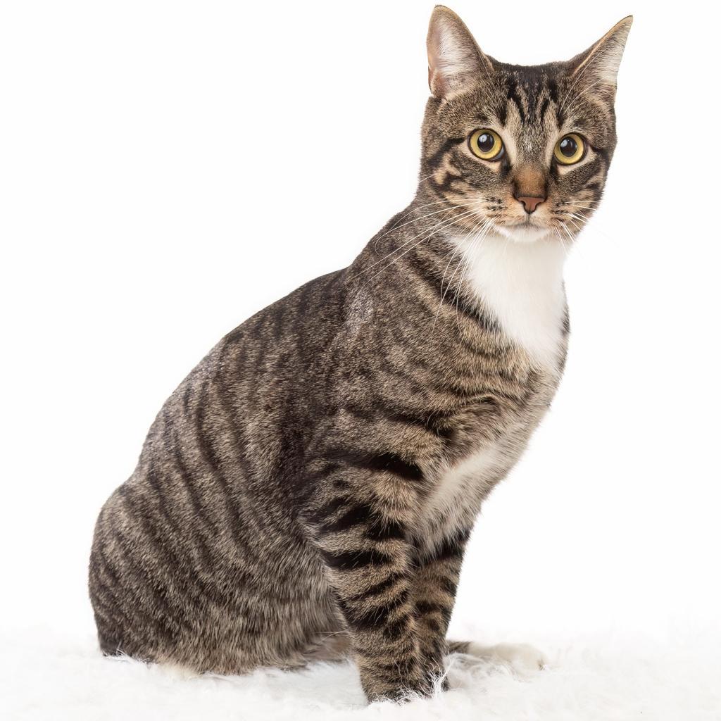 Rocket V, a Adoptable Domestic Short Hair in Dallas, TX image 1/3