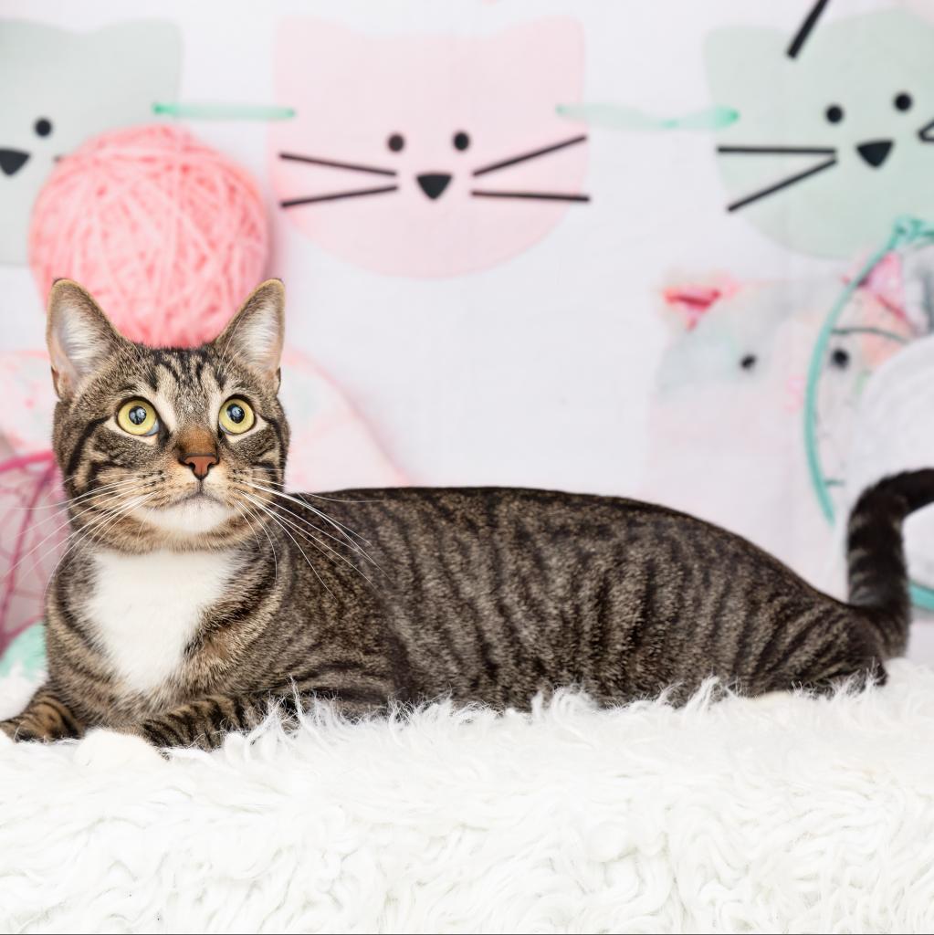 Rocket V, a Adoptable Domestic Short Hair in Dallas, TX image 2/3