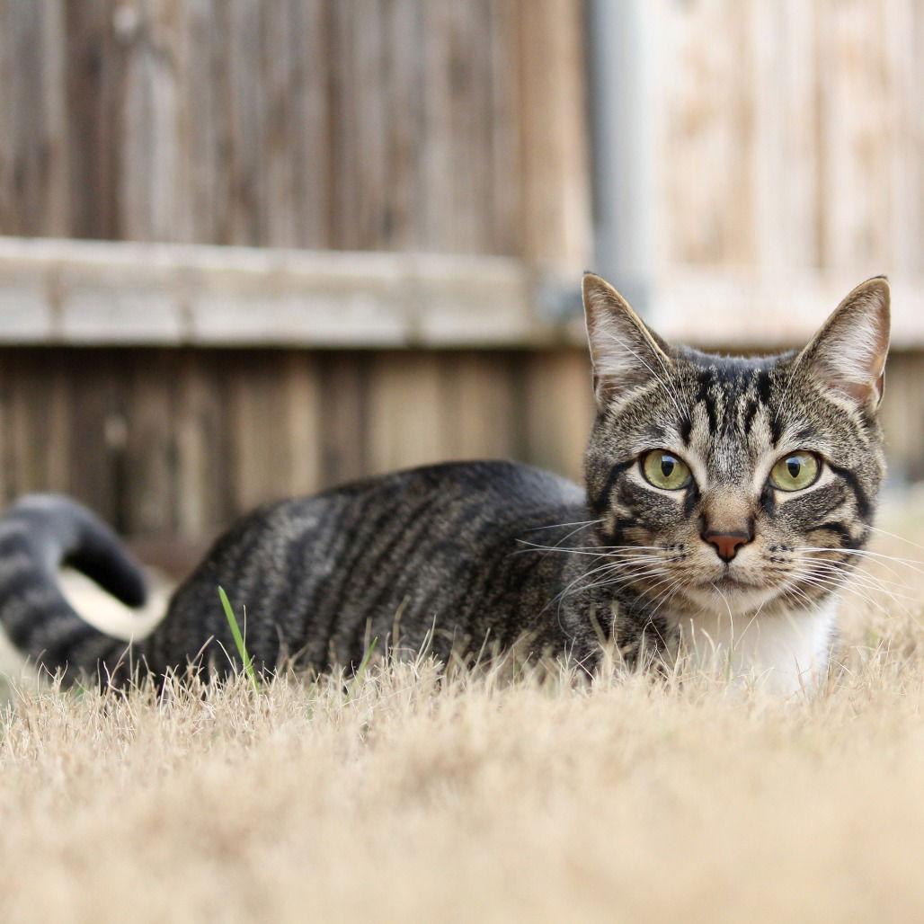 Rocket V, a Adoptable Domestic Short Hair in Dallas, TX image 3/3