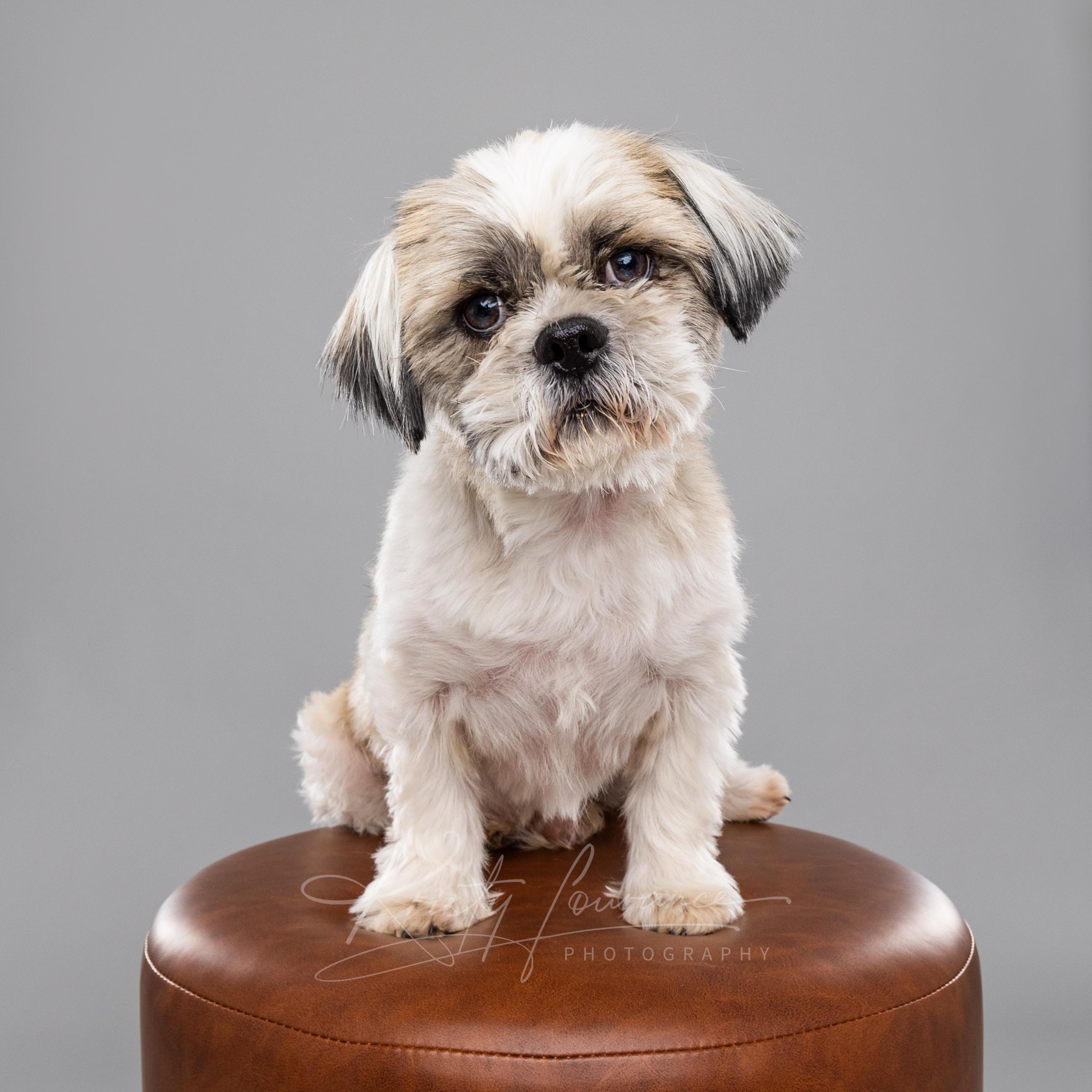 Bentley, an adoptable Shih Tzu in Fort Collins, CO image 1/6