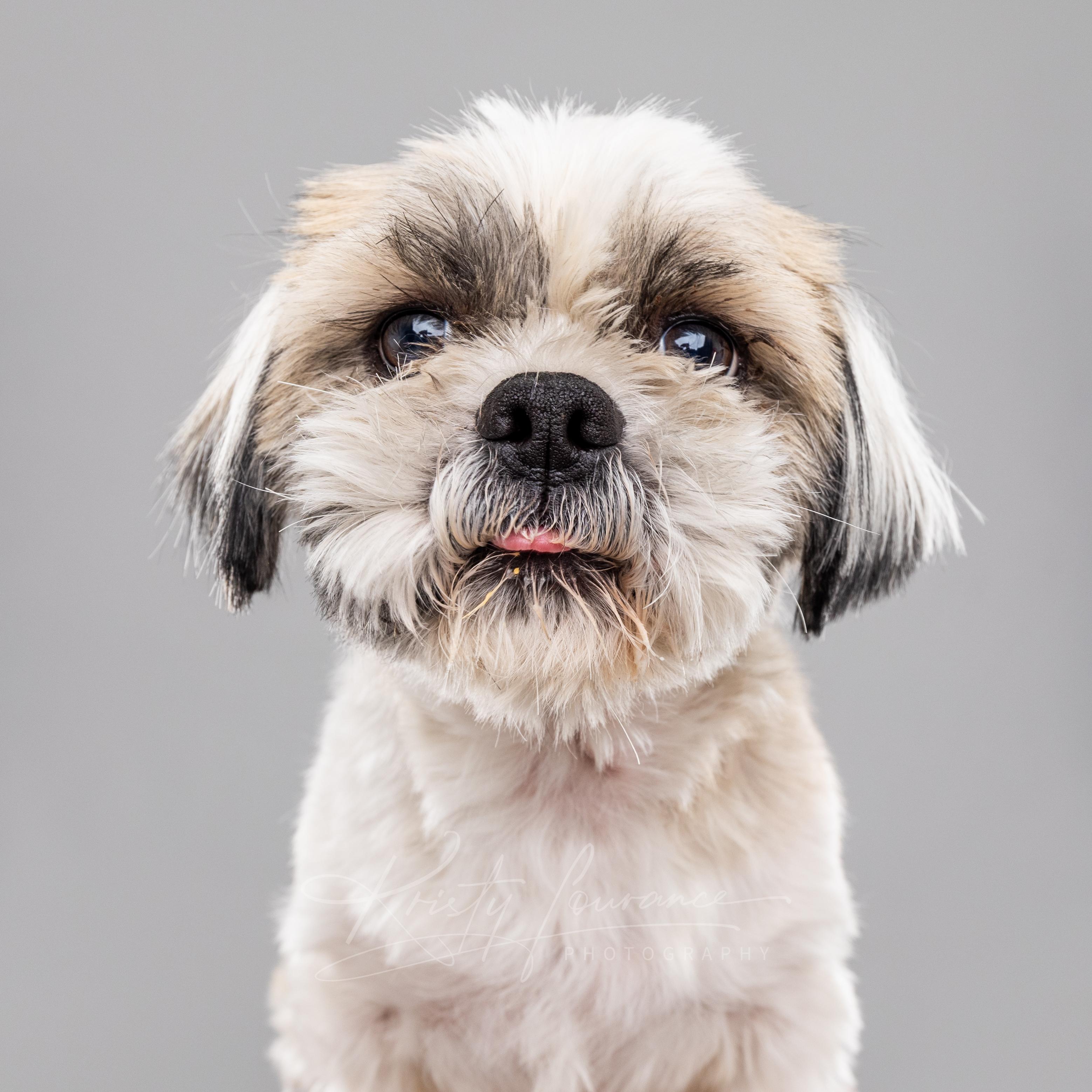 Bentley, an adoptable Shih Tzu in Fort Collins, CO image 6/6