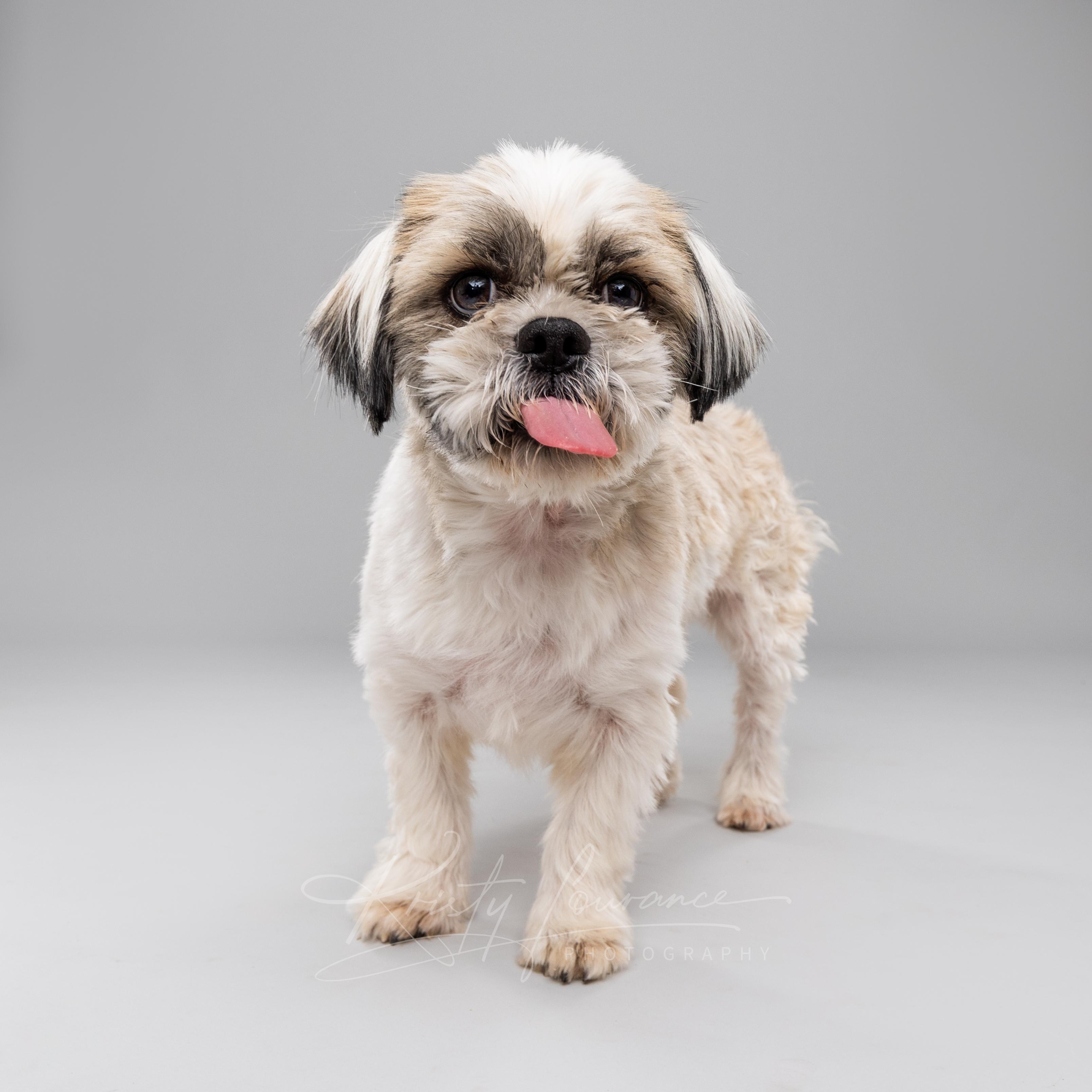 Bentley, an adoptable Shih Tzu in Fort Collins, CO image 2/6
