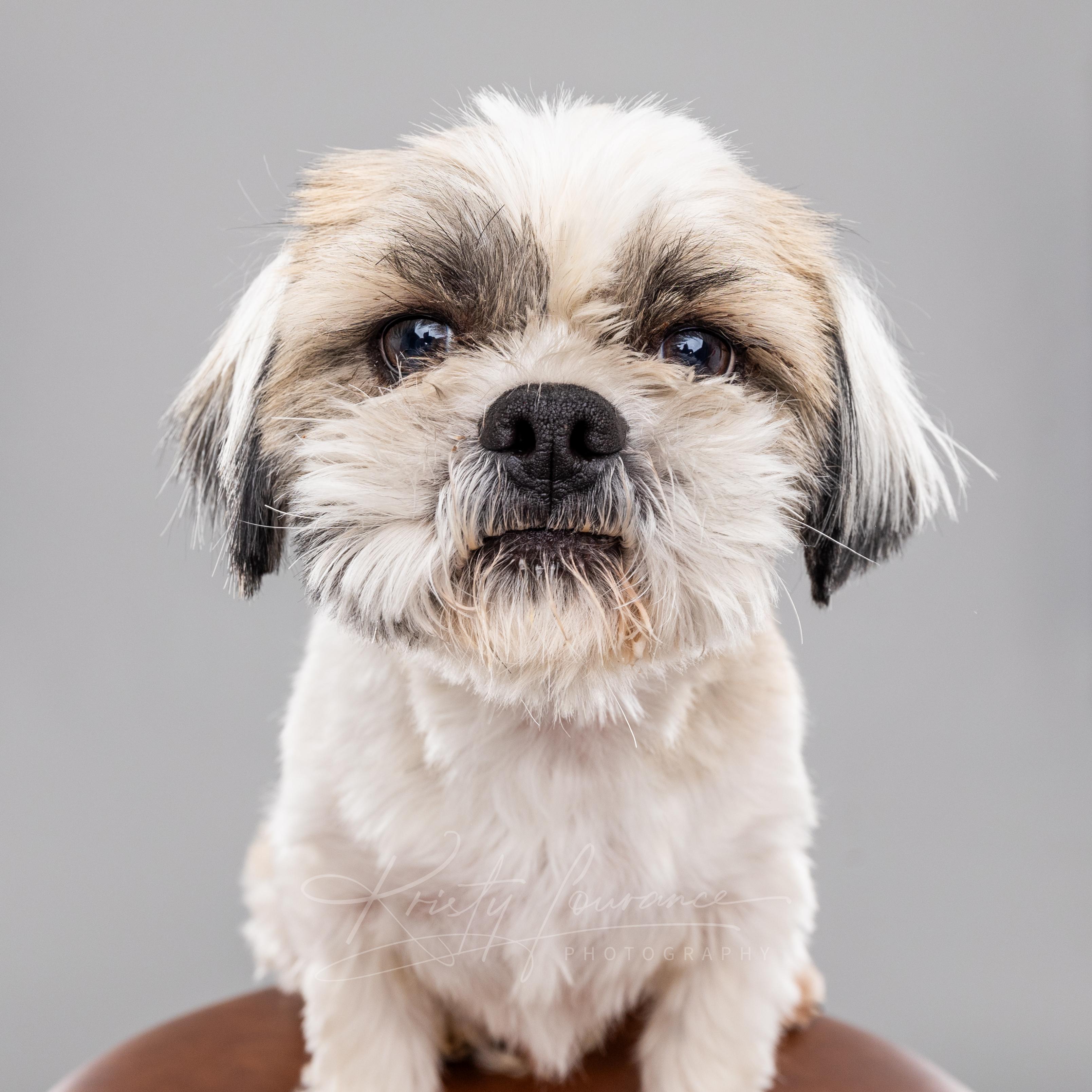 Bentley, an adoptable Shih Tzu in Fort Collins, CO image 5/6