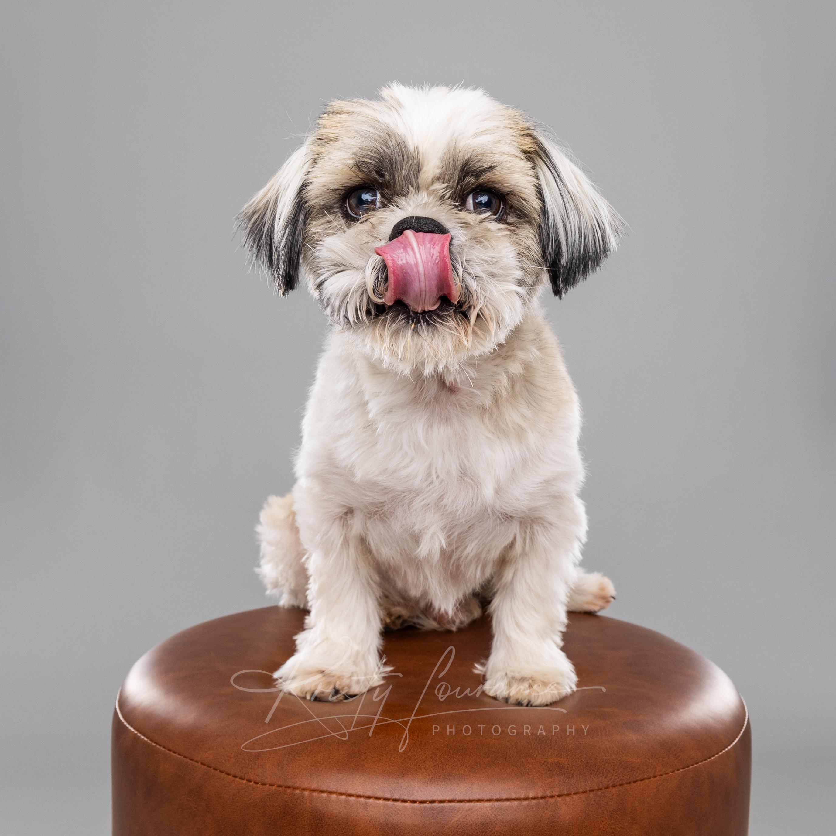 Bentley, an adoptable Shih Tzu in Fort Collins, CO image 3/6