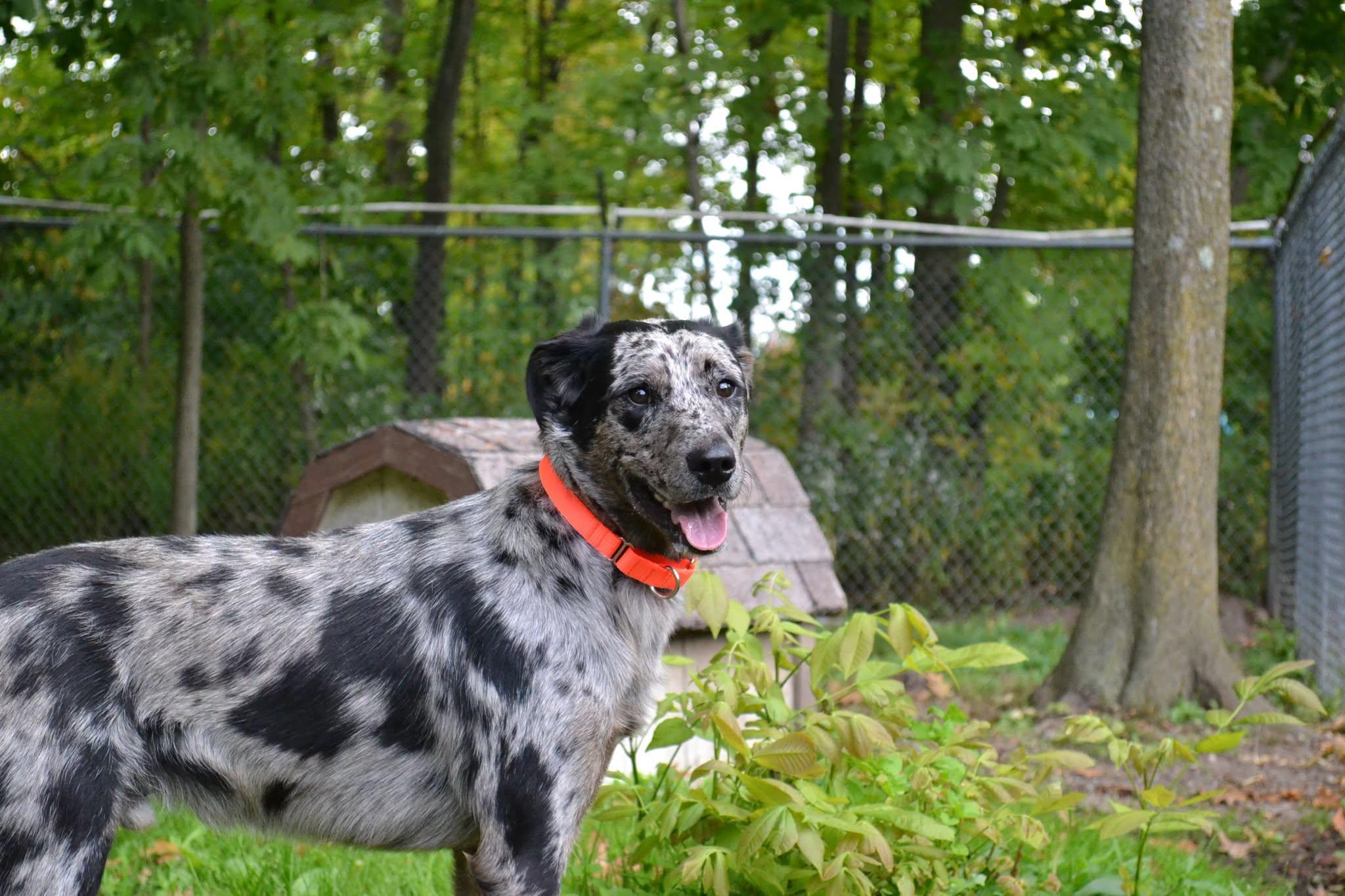 Enlarge Jiffy Pop, a Adopted mixed breed in Chardon, OH image 6/6