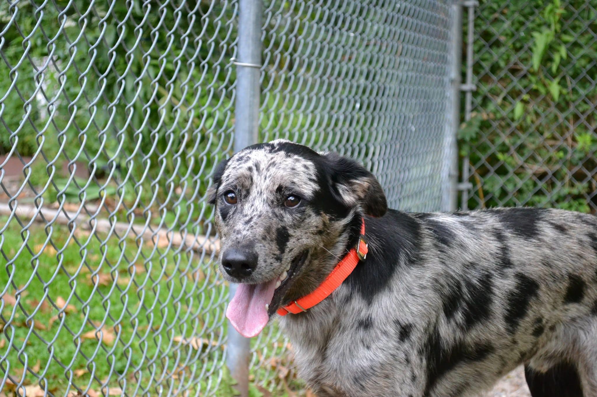 Enlarge Jiffy Pop, a Adopted mixed breed in Chardon, OH image 2/6