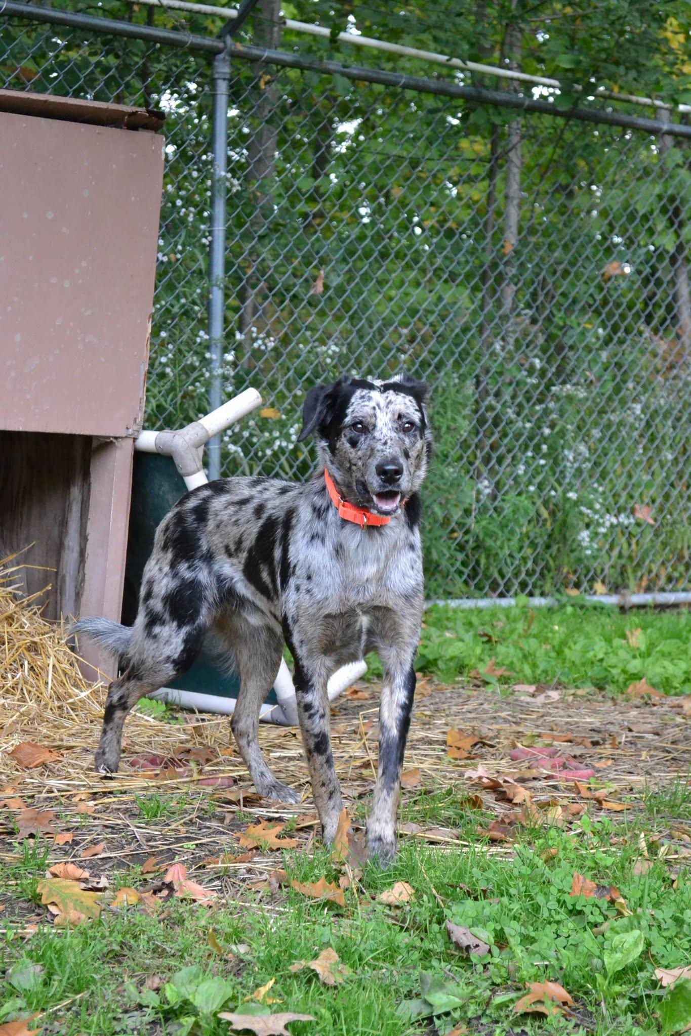 Enlarge Jiffy Pop, a Adopted mixed breed in Chardon, OH image 3/6