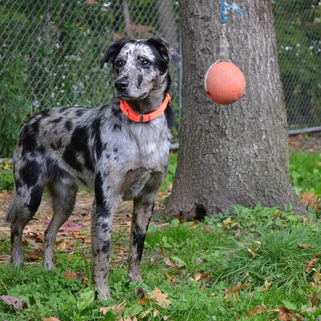 Enlarge Jiffy Pop, a Adopted mixed breed in Chardon, OH image 1/6