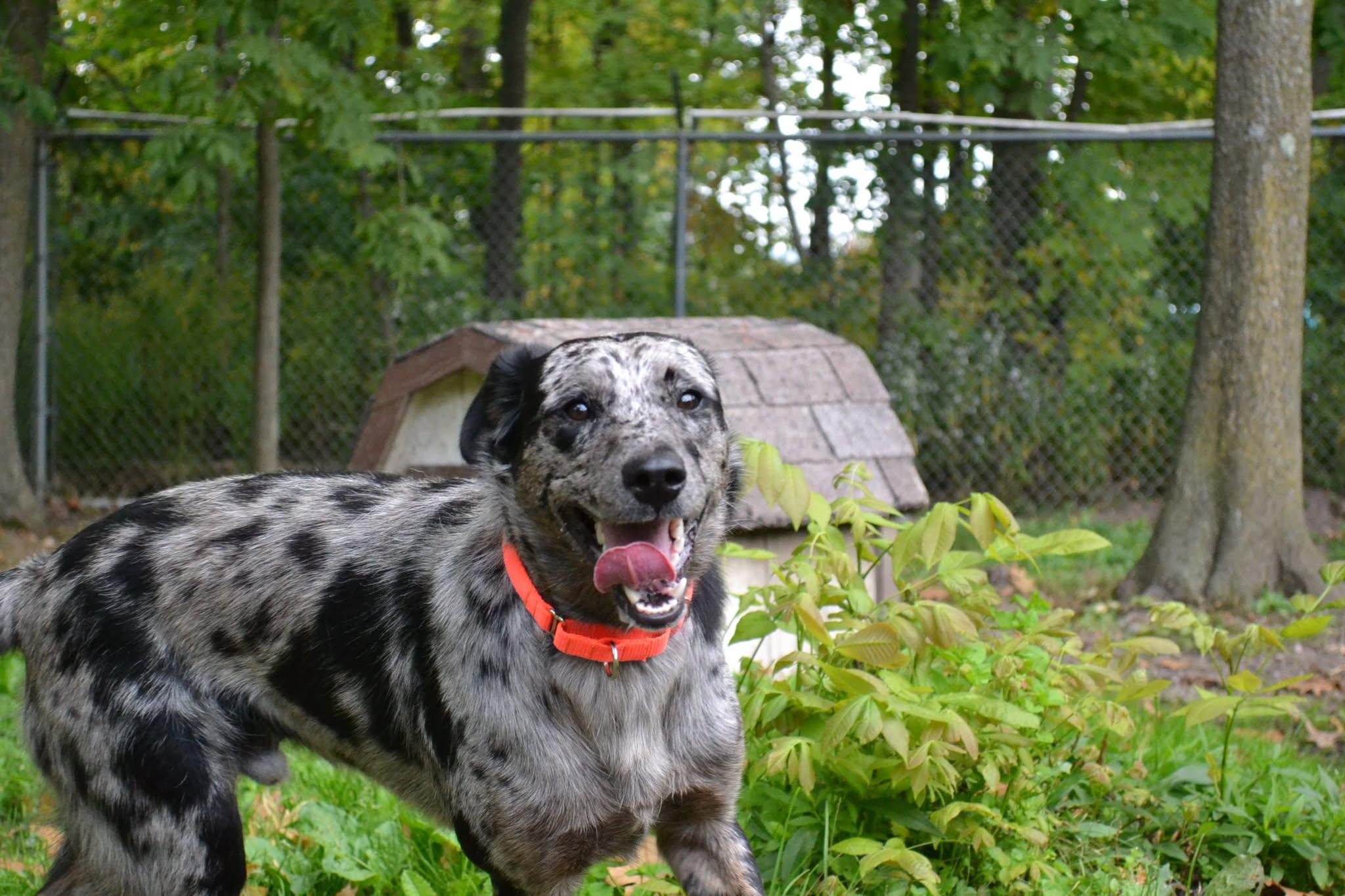 Enlarge Jiffy Pop, a Adopted mixed breed in Chardon, OH image 4/6