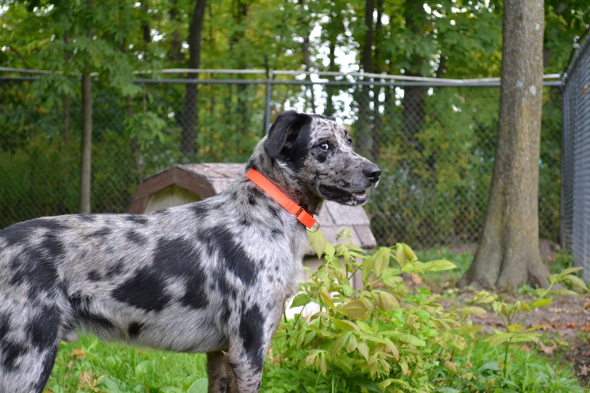 Enlarge Jiffy Pop, a Adopted mixed breed in Chardon, OH image 5/6