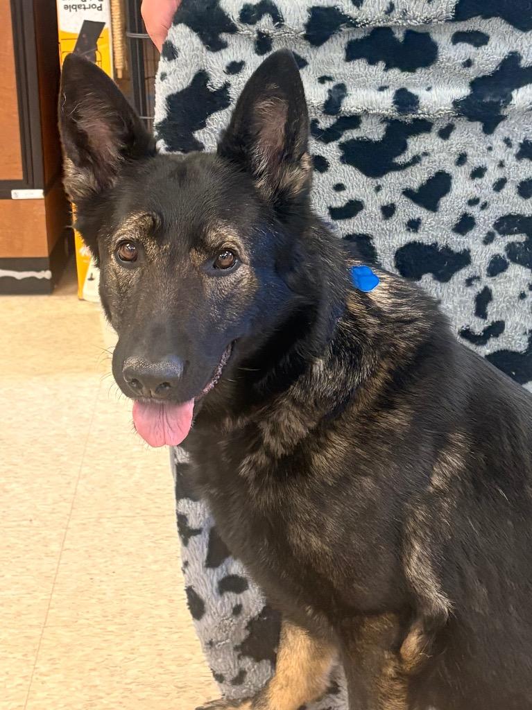 Josephine, Adoptable, Adult Female German Shepherd Dog.