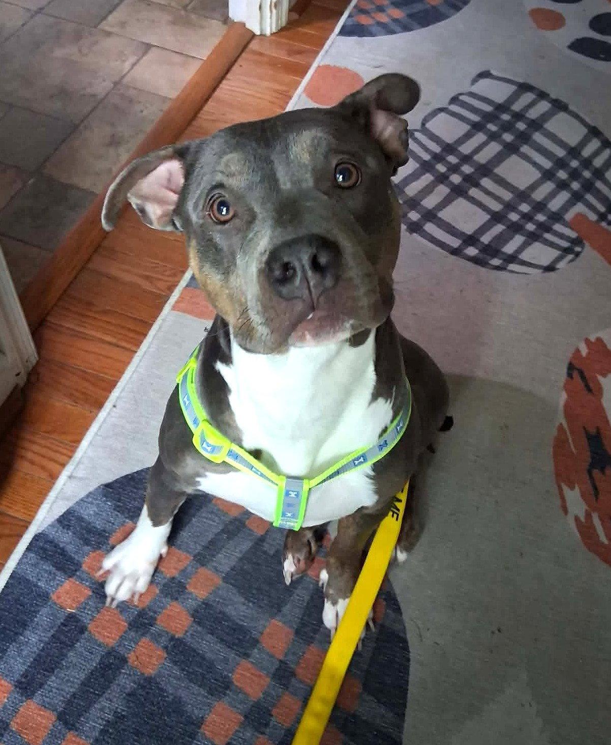 Maizie (fka Fortune), Adoptable, Young Female Pit Bull Terrier.