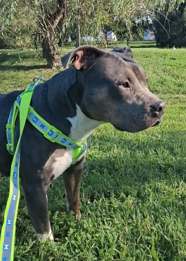 Enlarge Maizie (fka Fortune), a Adoptable Pit Bull Terrier in Rockville, MD image 2/3