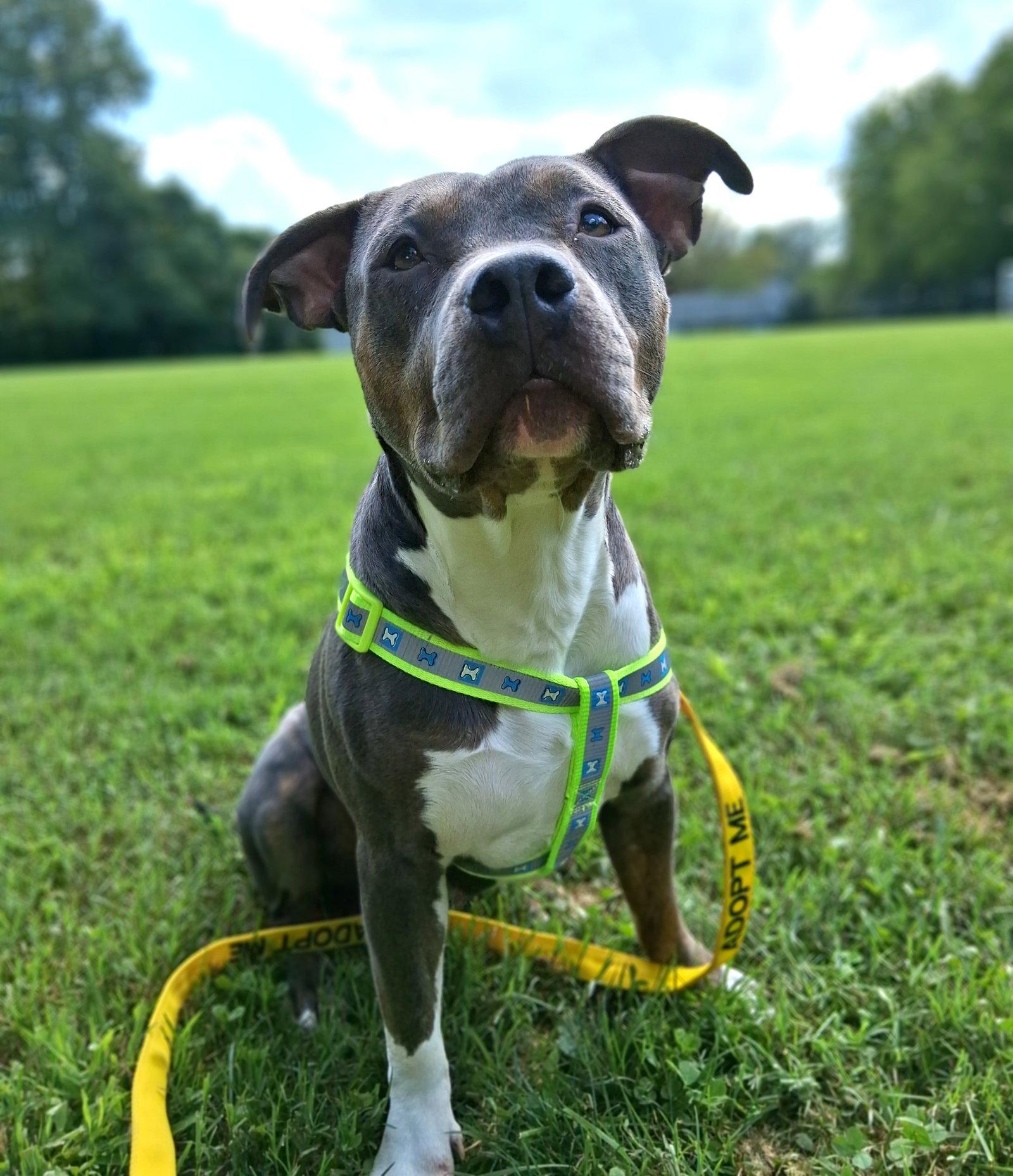 Enlarge Maizie (fka Fortune), a Adoptable Pit Bull Terrier in Rockville, MD image 3/3