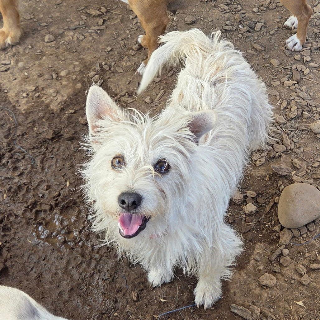 Duchess, Adoptable, Adult Female Norfolk Terrier & Portuguese Podengo.
