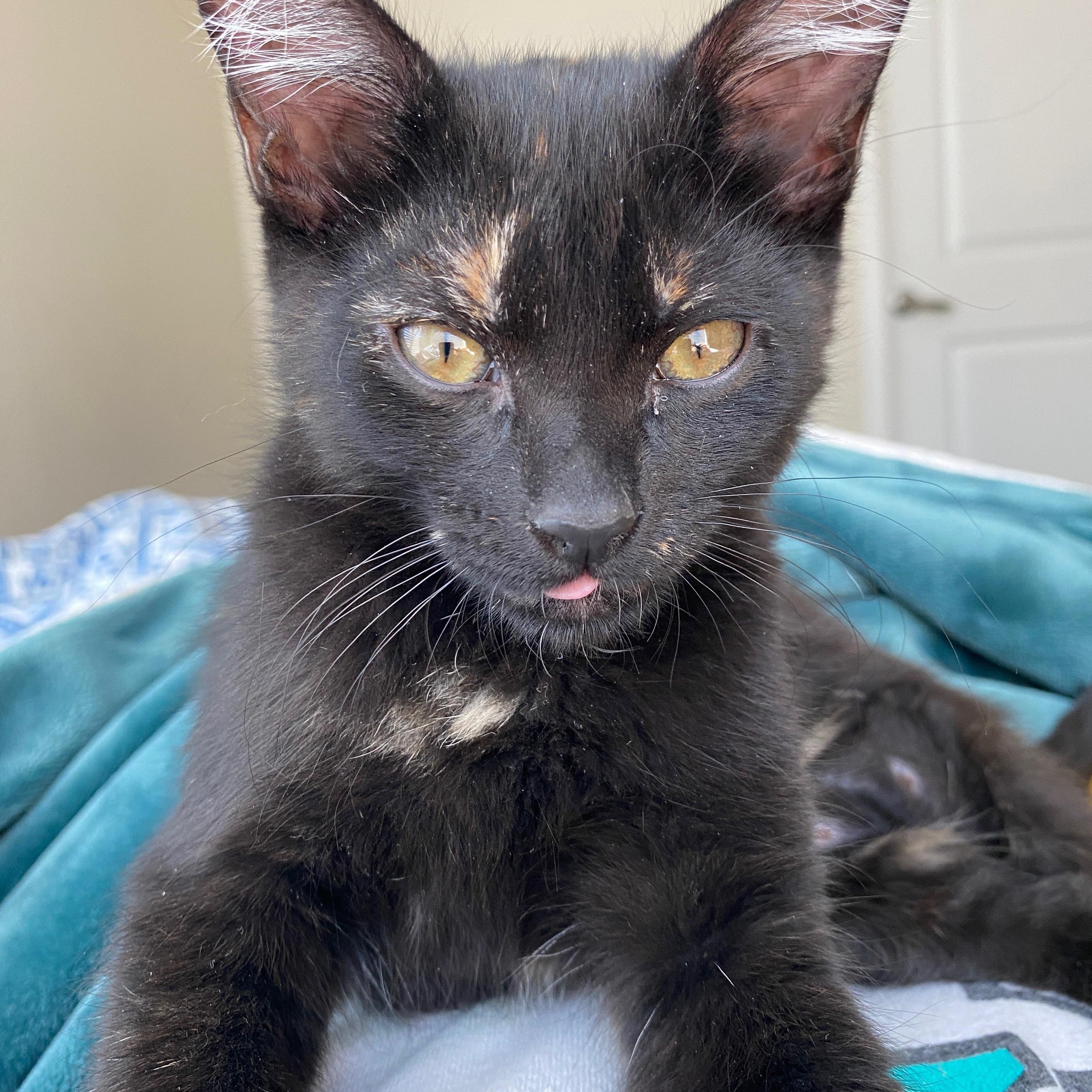 Mouse, Adoptable, Young Female Domestic Short Hair.