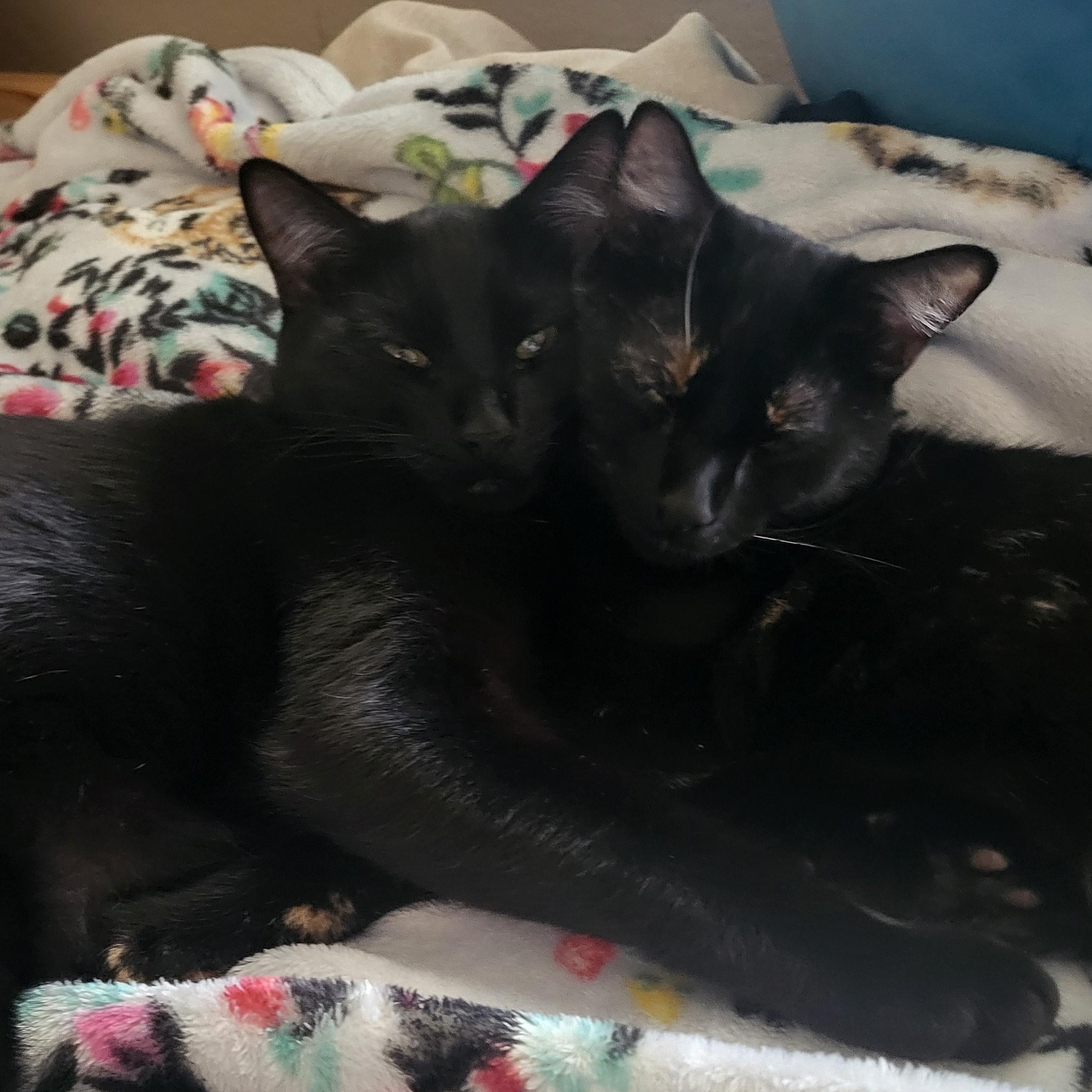 Enlarge Mouse, a Adoptable Domestic Short Hair in Davis, CA image 2/6