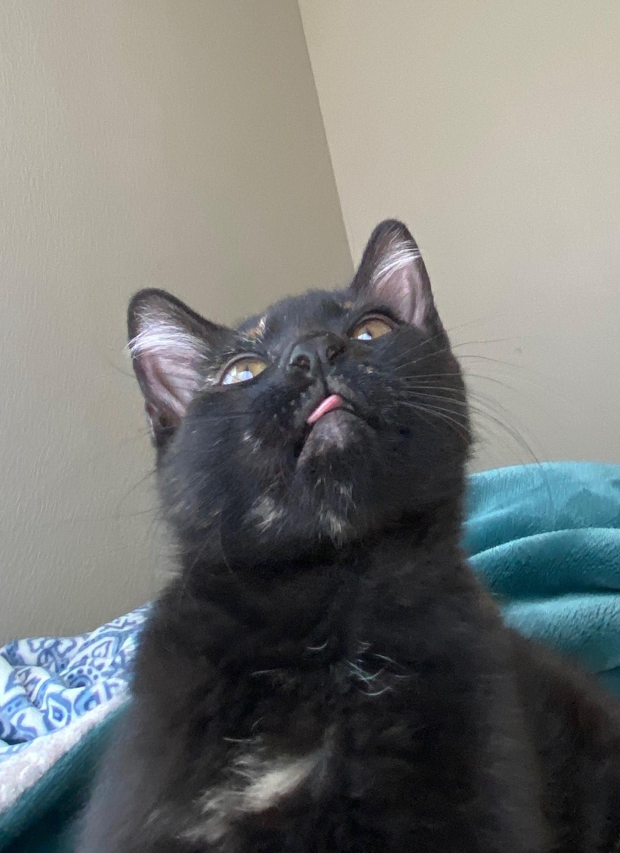 Enlarge Mouse, a Adoptable Domestic Short Hair in Davis, CA image 4/6