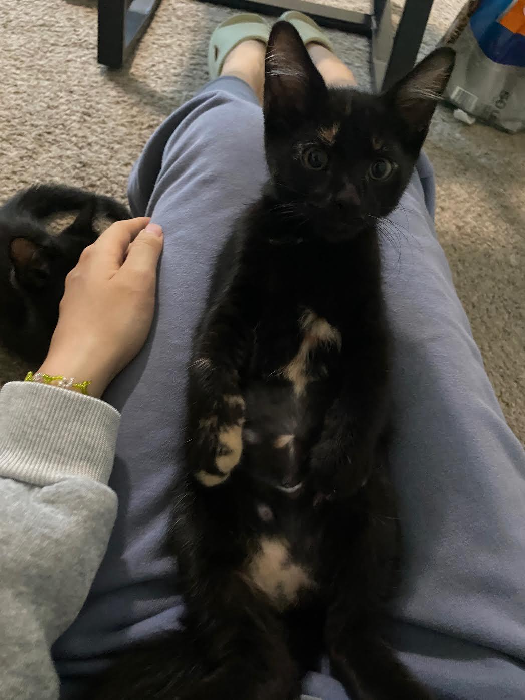 Enlarge Mouse, a Adoptable Domestic Short Hair in Davis, CA image 5/6