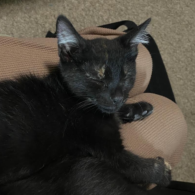 Enlarge Mouse, a Adoptable Domestic Short Hair in Davis, CA image 6/6