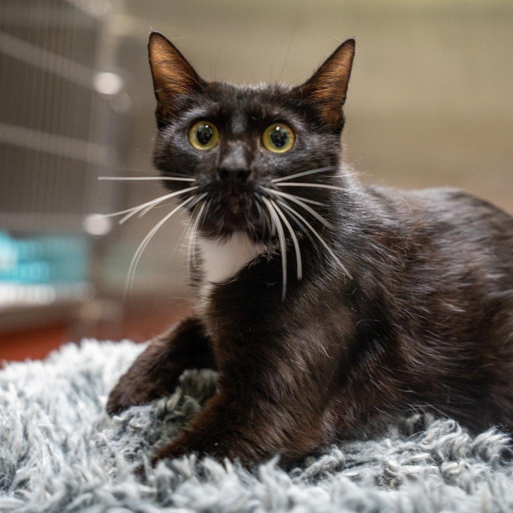 Nyx, a Adoptable Domestic Short Hair in Gainesville, GA image 1/3