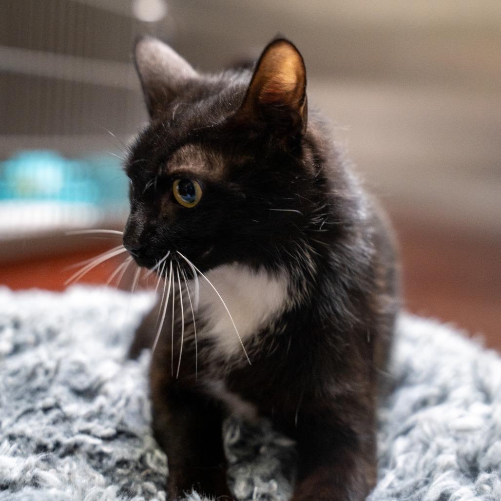 Nyx, a Adoptable Domestic Short Hair in Gainesville, GA image 2/3