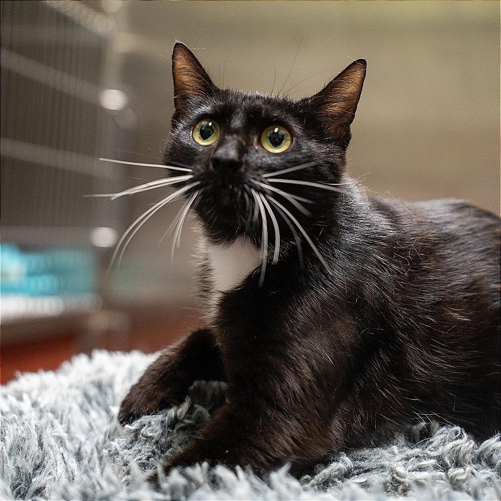 Nyx, a Adoptable Domestic Short Hair in Gainesville, GA image 3/3