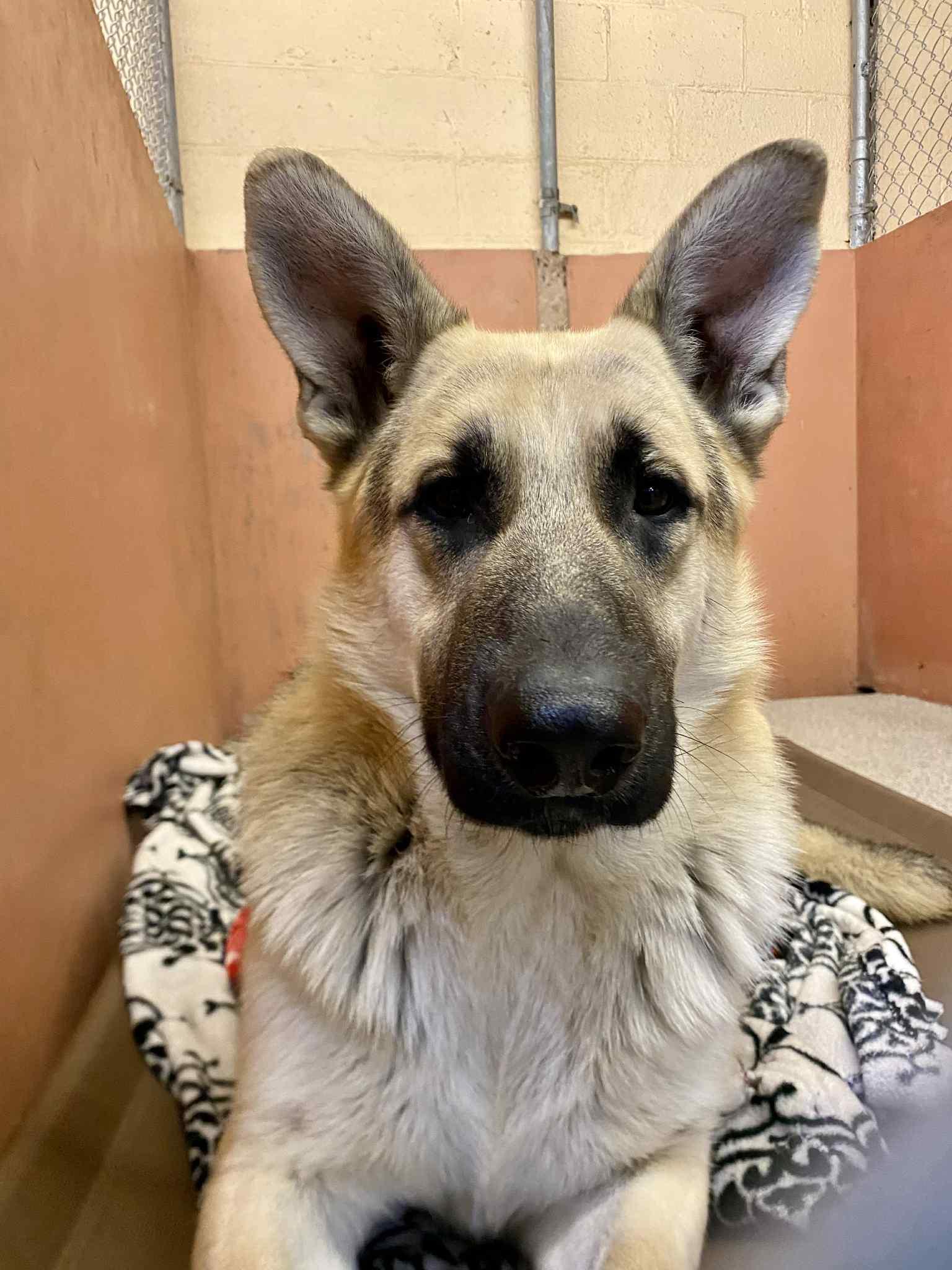 Caleb, ADOPTABLE, Young Male German Shepherd Dog.