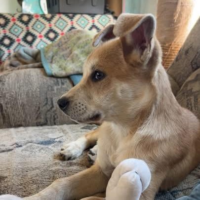 Enlarge AnnaBeth (NCCR), an adopted mixed breed in Brewton, AL image 2/2