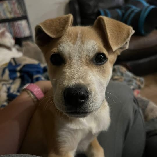 Enlarge AnnaBeth (NCCR), an adopted mixed breed in Brewton, AL image 1/2