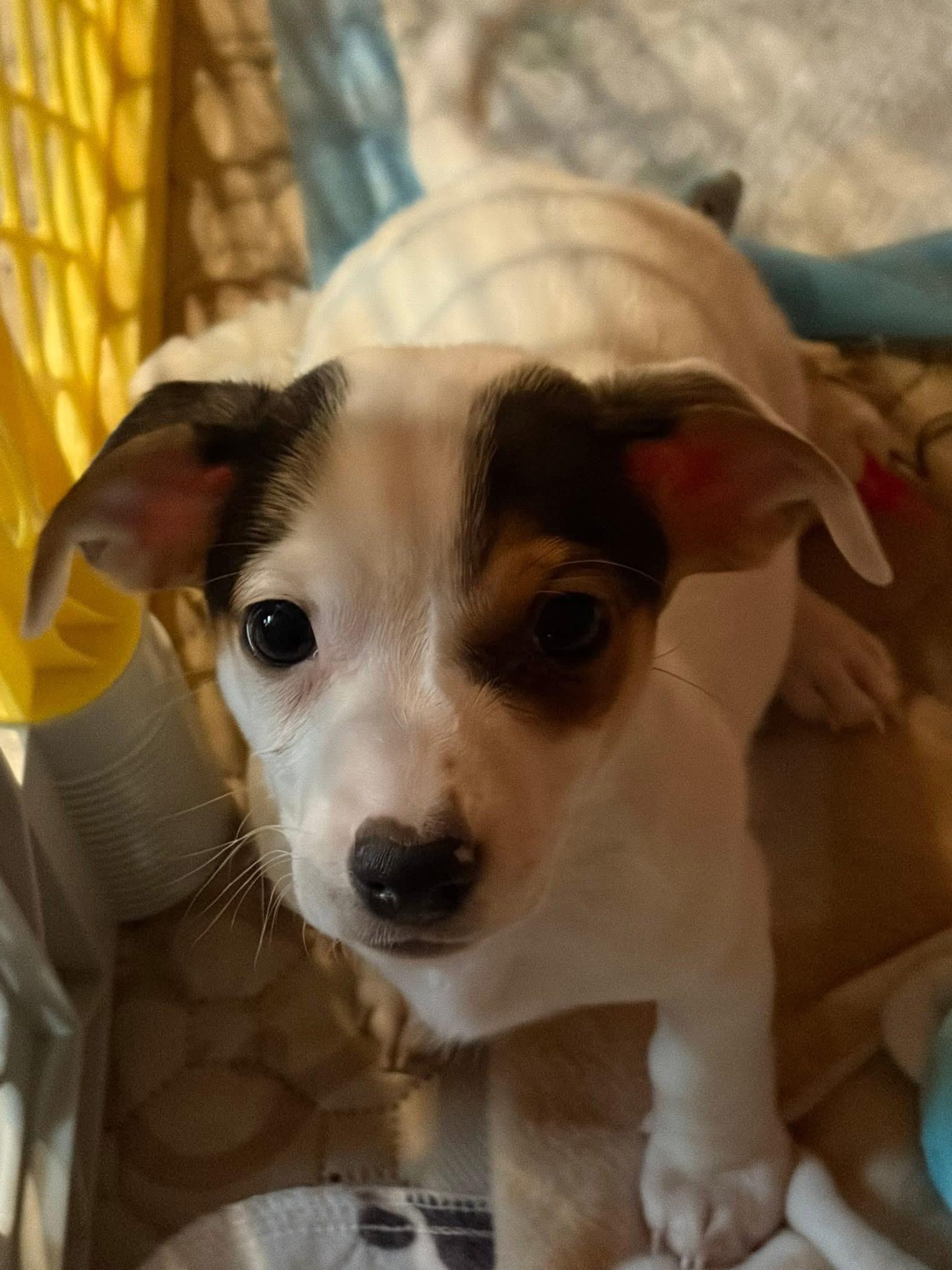 Enlarge Flash (aka Dancer), an adopted mixed breed in Orland Park, IL image 2/5