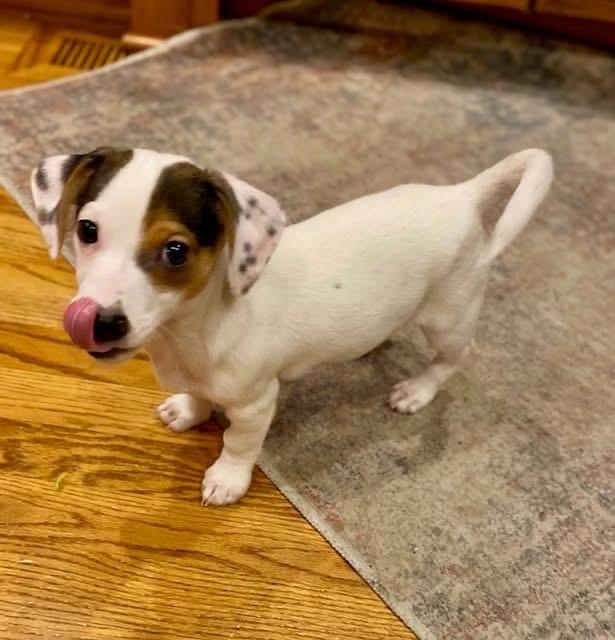 Enlarge Flash (aka Dancer), an adopted mixed breed in Orland Park, IL image 1/5