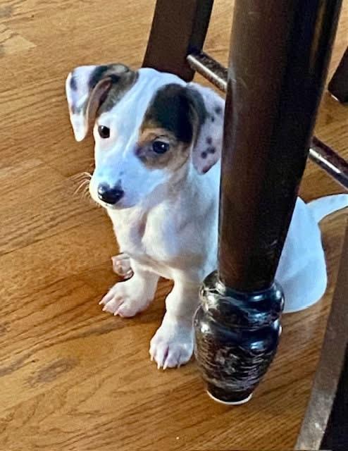 Enlarge Flash (aka Dancer), an adopted mixed breed in Orland Park, IL image 4/5