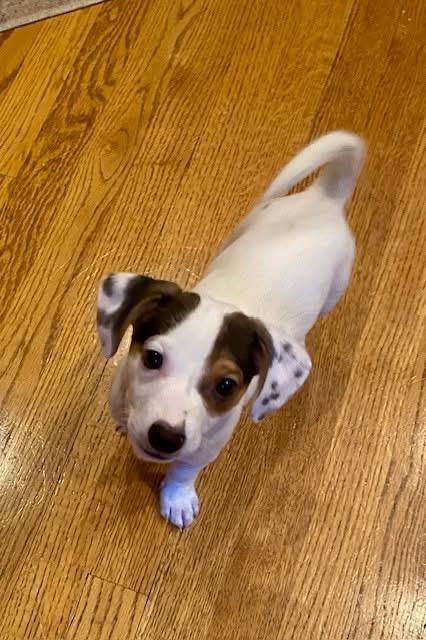 Enlarge Flash (aka Dancer), an adopted mixed breed in Orland Park, IL image 3/5