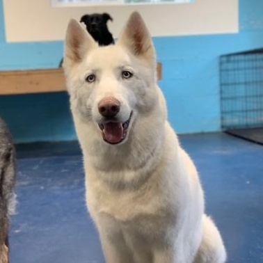 Enlarge Sheba, a Adopted Siberian Husky in Anchorage, AK image 1/1