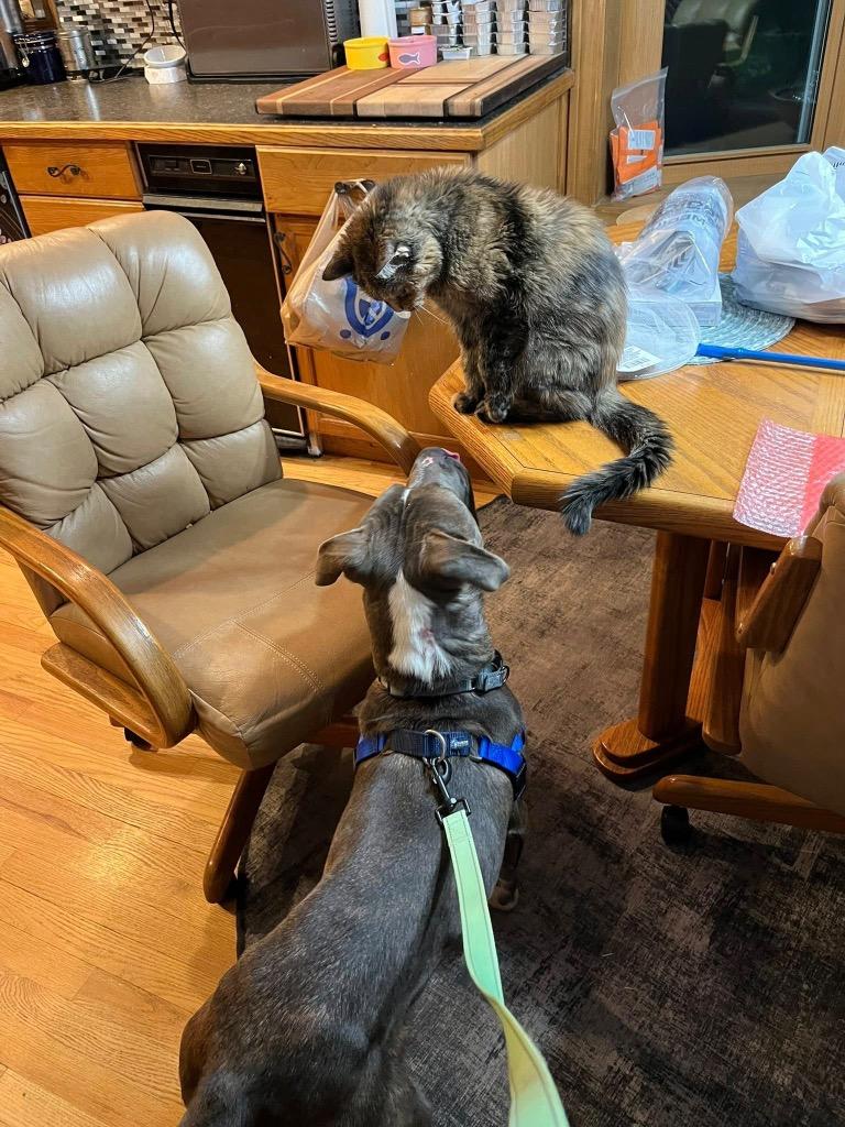 Babe Ruth, a Adoptable mixed breed in Detroit, MI image 1/6