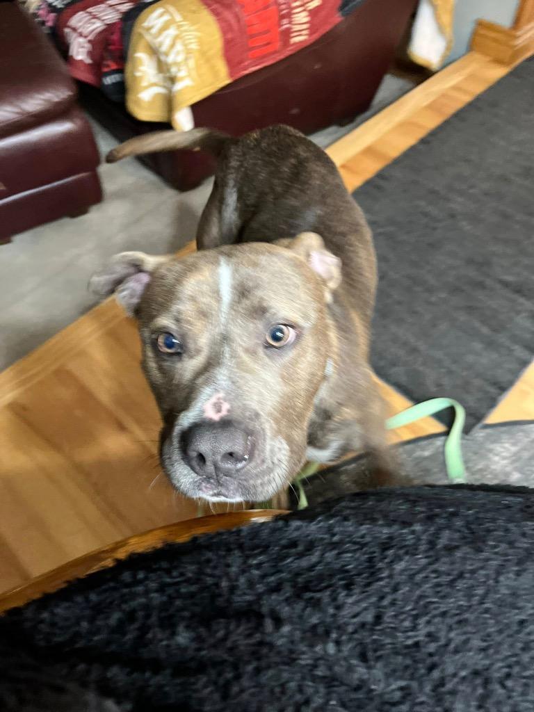 Babe Ruth, a Adoptable mixed breed in Detroit, MI image 2/6