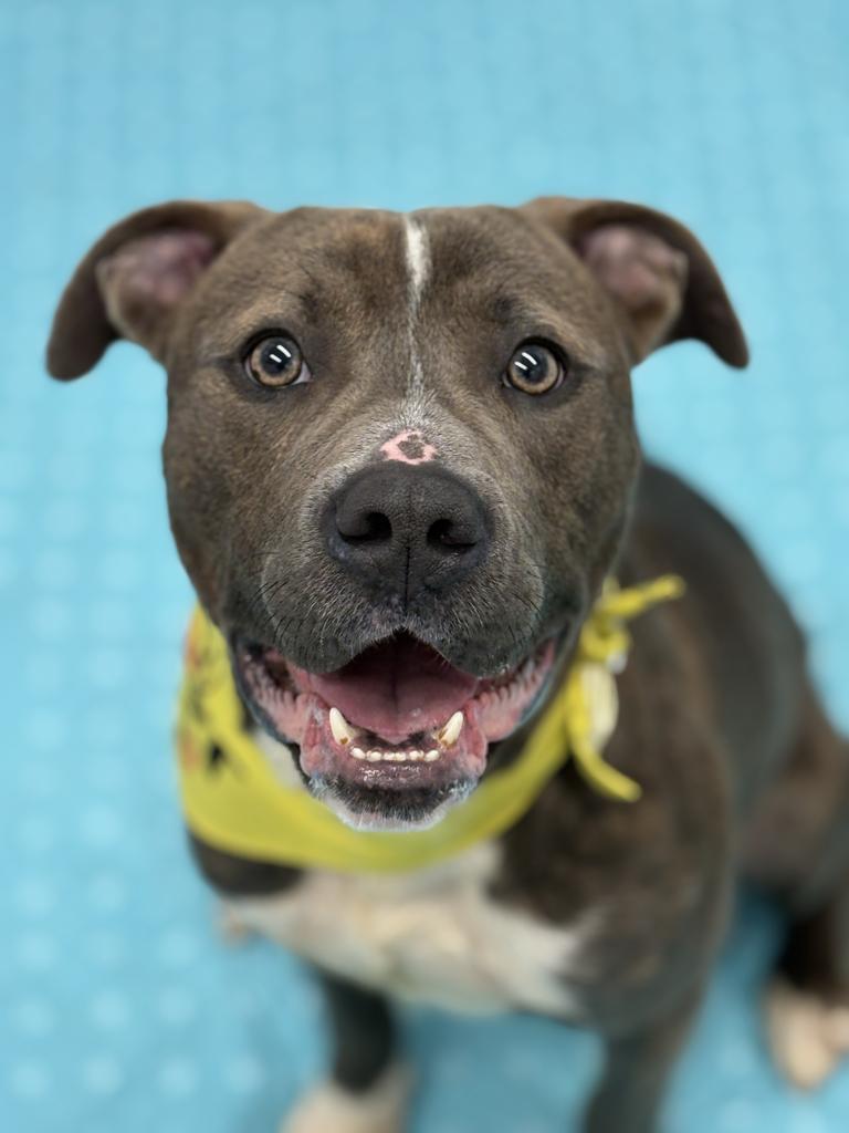 Babe Ruth, a Adoptable mixed breed in Detroit, MI image 3/6