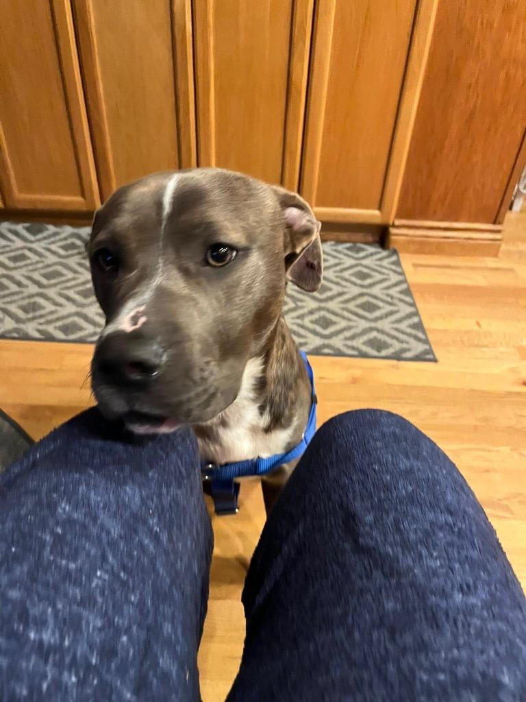 Babe Ruth, a Adoptable mixed breed in Detroit, MI image 4/6