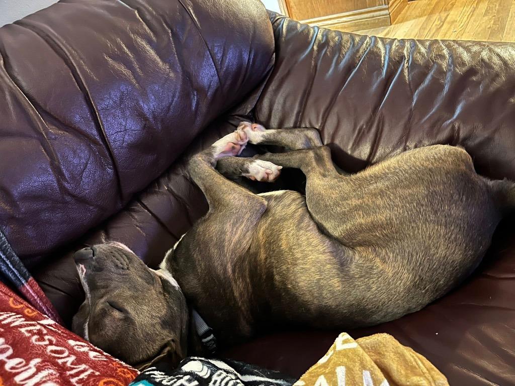 Babe Ruth, a Adoptable mixed breed in Detroit, MI image 6/6