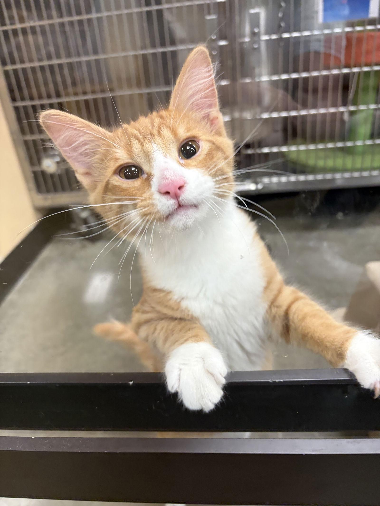 Bam Bam, Adoptable, Kitten Male Domestic Short Hair.