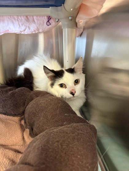 Salami, Young Male Domestic Medium Hair