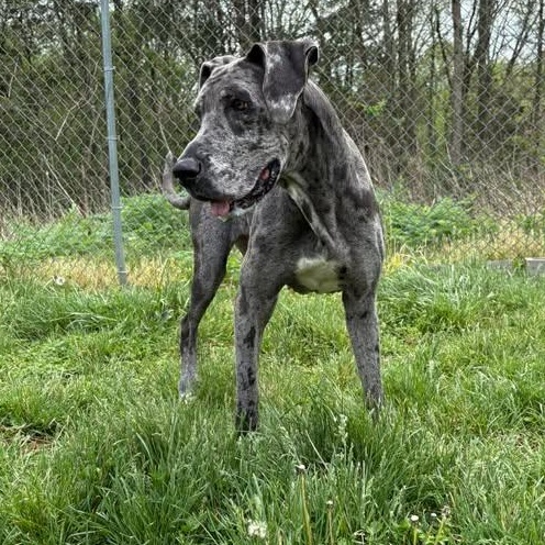 Enlarge Kiera, a ADOPTABLE Great Dane in Bardstown, KY image 5/6