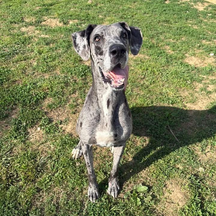 Kiera, ADOPTABLE, Adult Female Great Dane.
