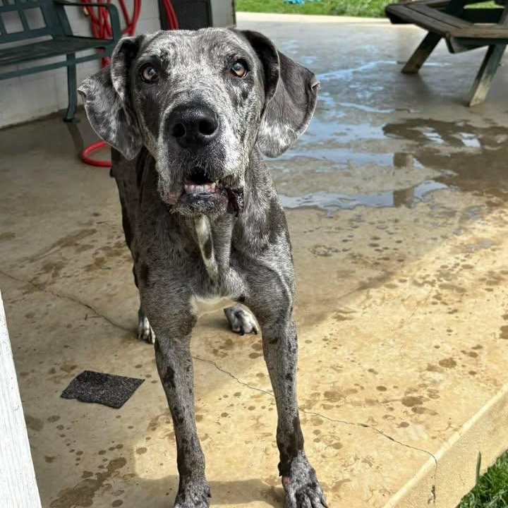 Enlarge Kiera, a ADOPTABLE Great Dane in Bardstown, KY image 3/6