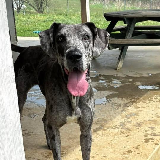 Enlarge Kiera, a ADOPTABLE Great Dane in Bardstown, KY image 4/6