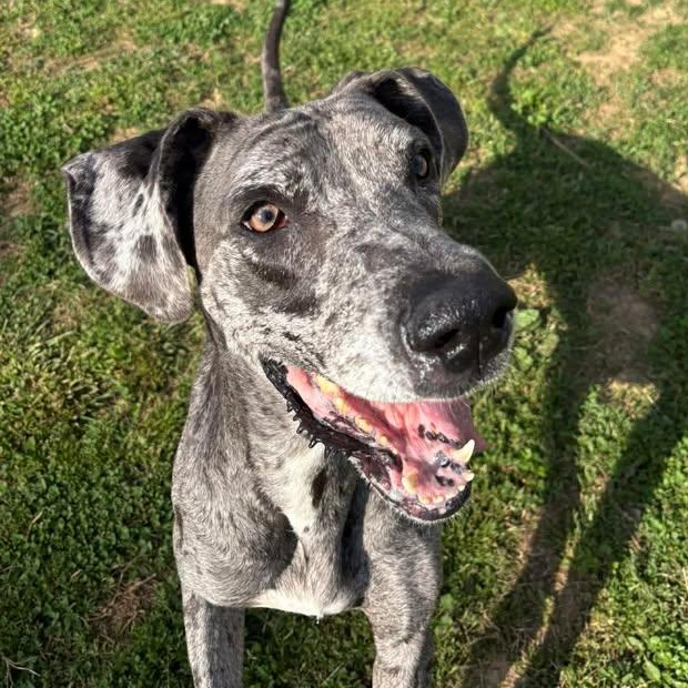 Enlarge Kiera, a ADOPTABLE Great Dane in Bardstown, KY image 2/6