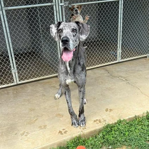 Enlarge Kiera, a ADOPTABLE Great Dane in Bardstown, KY image 6/6