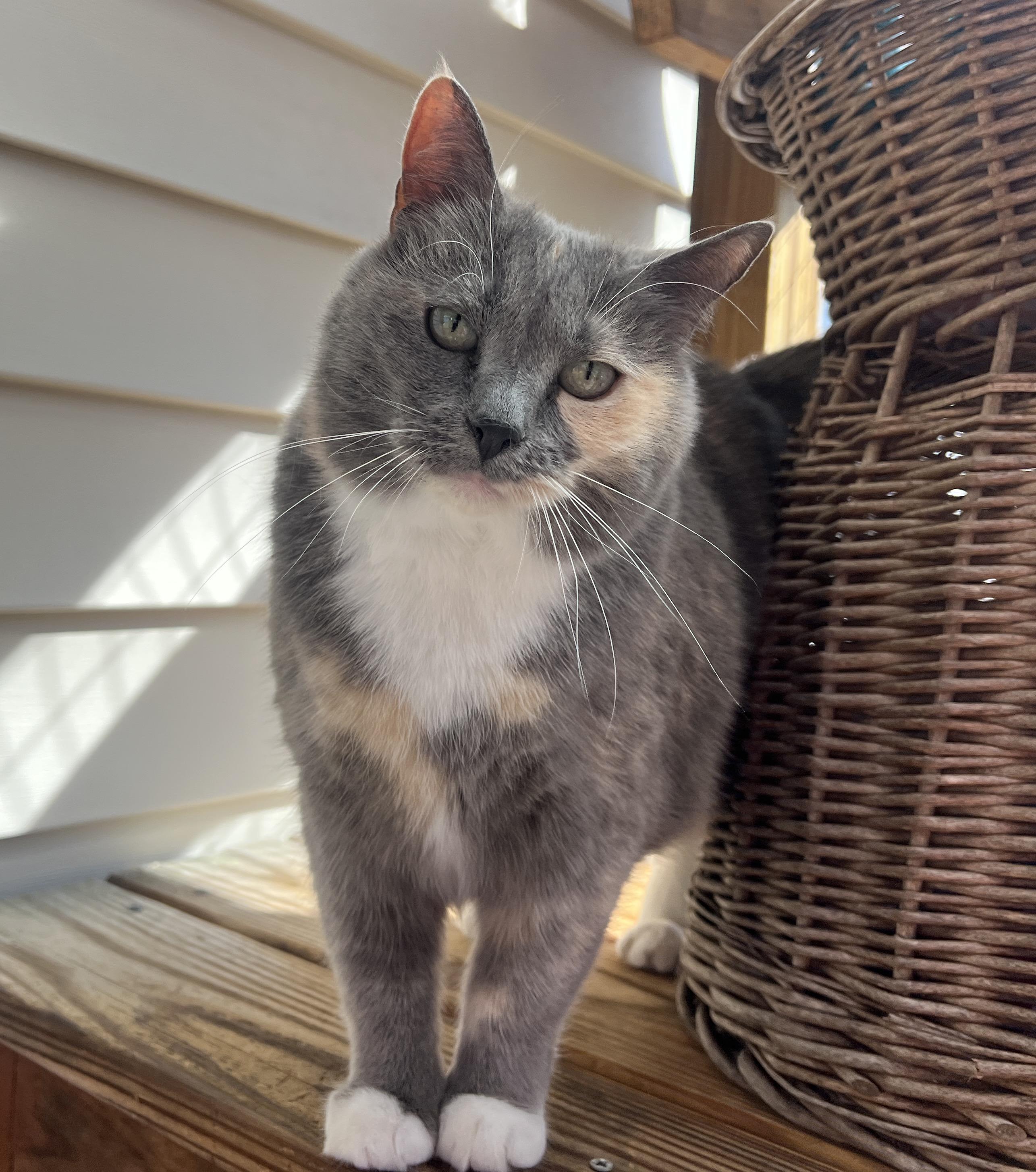 Spotlight, Adult Female Dilute Calico